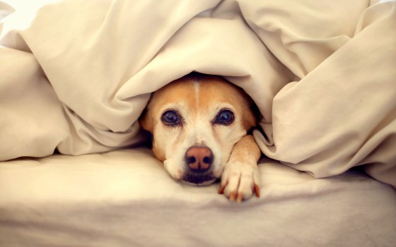 11.12.14-Pets-Who-Just-Cant-Be-Bothered-to-Get-Out-of-Bed9